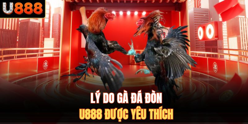 Lý do gà đá đòn U888 được yêu thích