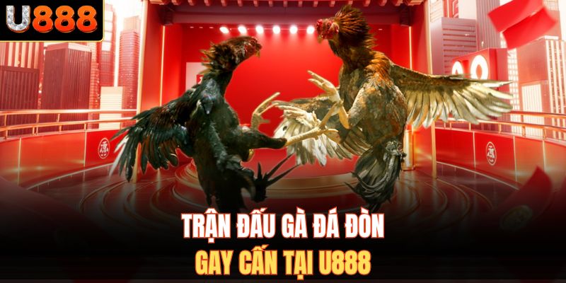 Trận đấu gà đá đòn gay cấn tại U888